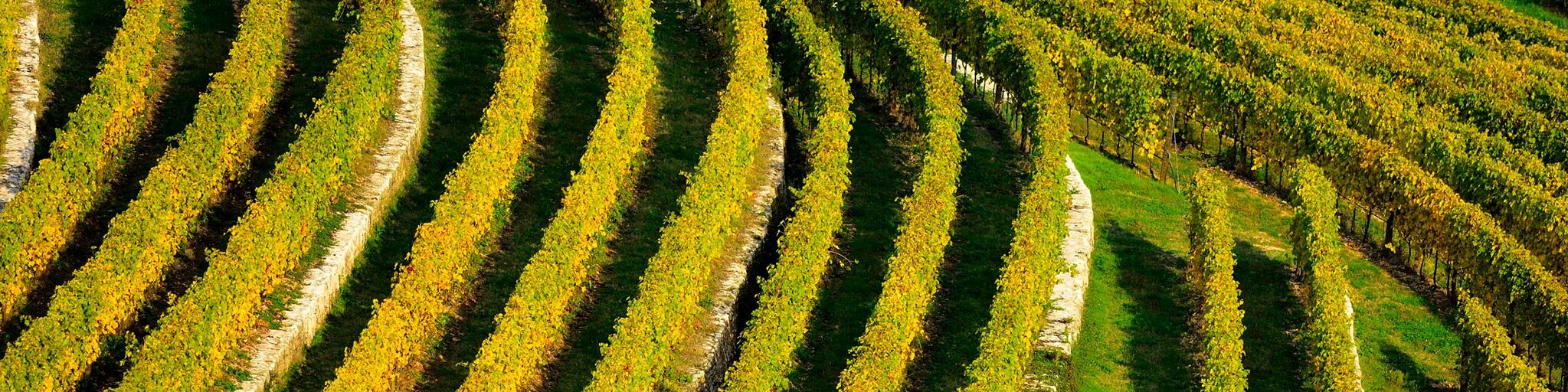 Farrell Distributing Spotlights Women in Wine - Allegrini Estates